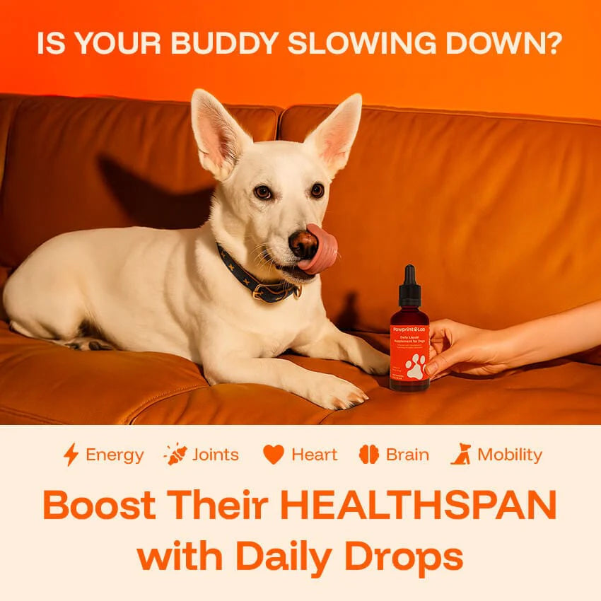 Pawprint Lab – Advanced Daily Wellness Drops for Dogs