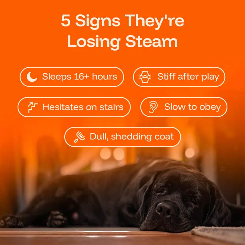 Pawprint Lab – Advanced Daily Wellness Drops for Dogs