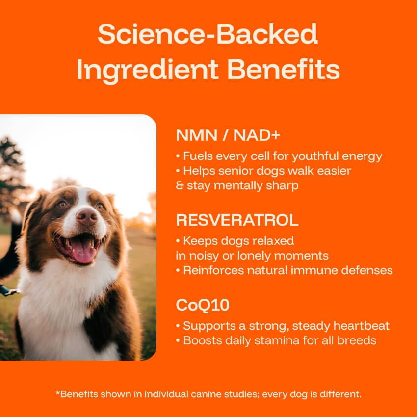Pawprint Lab – Advanced Daily Wellness Drops for Dogs